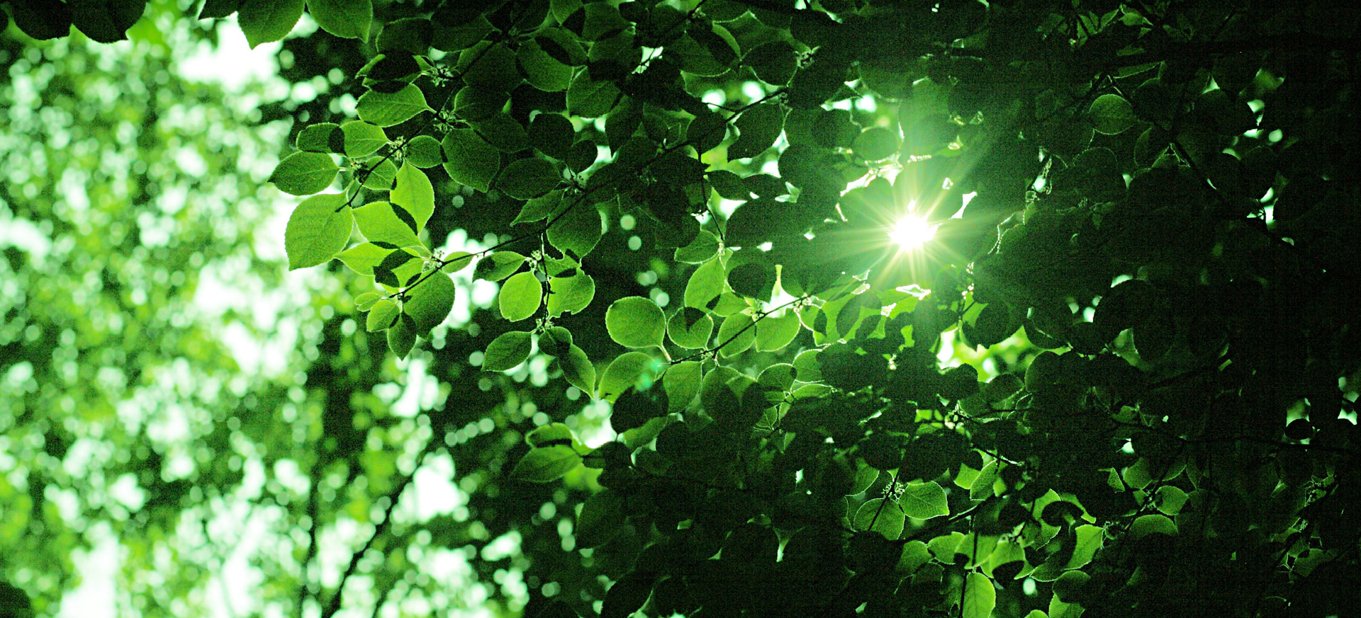 葉の隙間から差し込む日差し